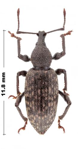 Réf. 318 034 : Otiorhynchus perdix